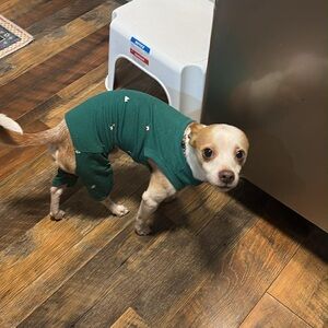 New Target Teal Dog Pajamas
Small, medium and Large available